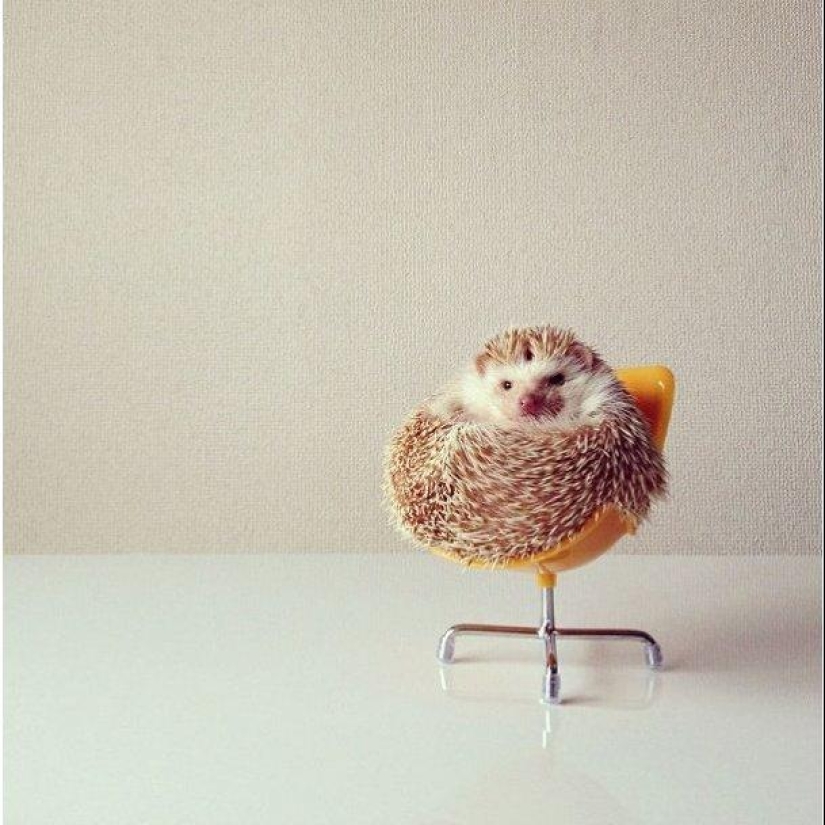 The cutest hedgehog from Instagram