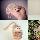 The cutest hedgehog from Instagram