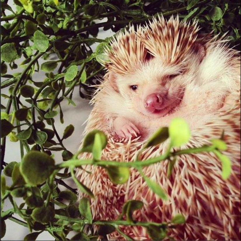 The cutest hedgehog from Instagram