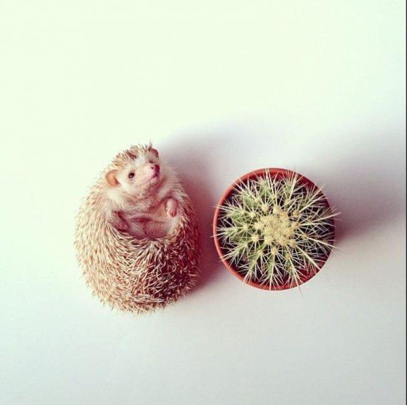 The cutest hedgehog from Instagram