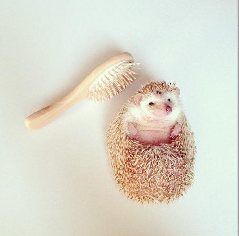 The cutest hedgehog from Instagram