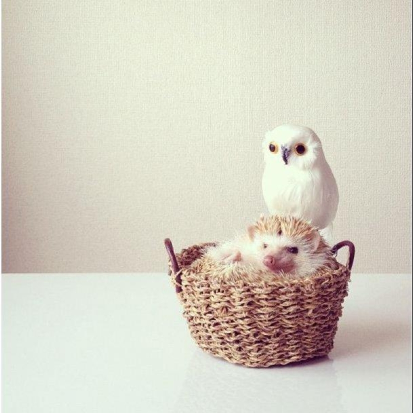 The cutest hedgehog from Instagram