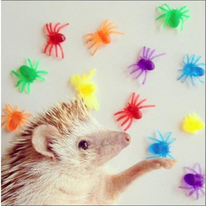 The cutest hedgehog from Instagram