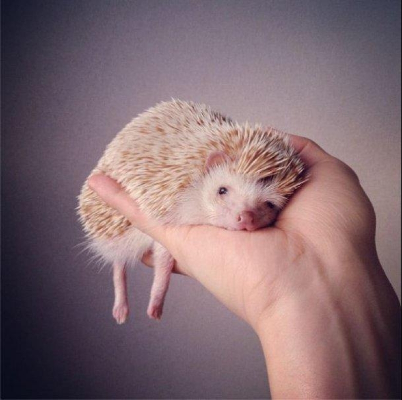 The cutest hedgehog from Instagram