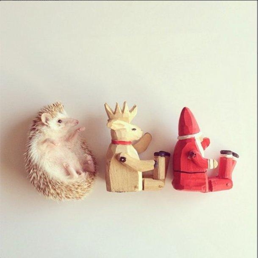 The cutest hedgehog from Instagram