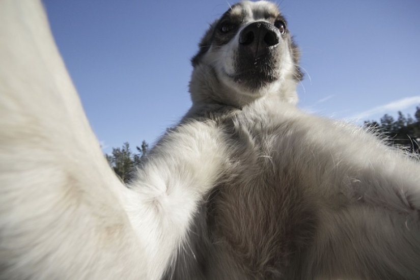 The cutest husky selfies