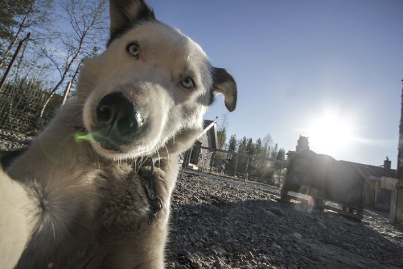 The cutest husky selfies