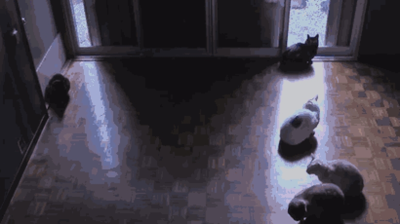 The cutest pets in search of warmth