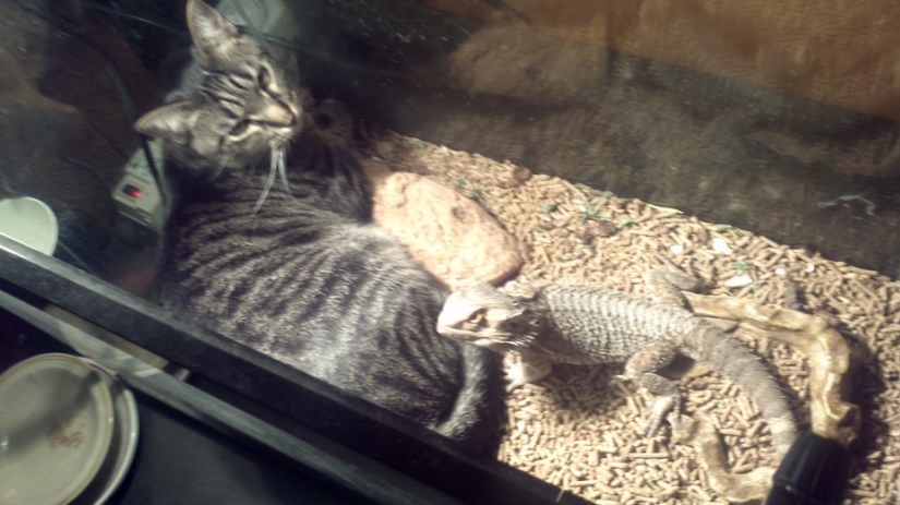 The cutest pets in search of warmth