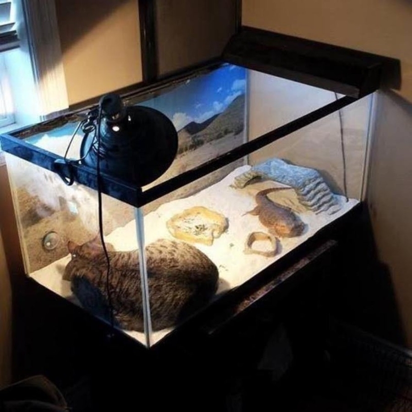 The cutest pets in search of warmth