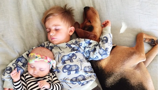 The cutest sleeping trio