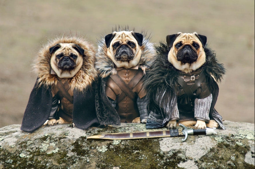 The cutest version of Game of Thrones