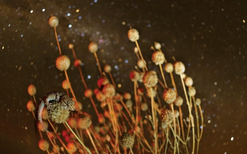 The Dark Side of the Kalahari Desert The Dark Side of the Kalahari Desert