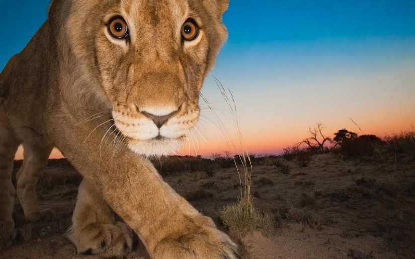 The Dark Side of the Kalahari Desert The Dark Side of the Kalahari Desert