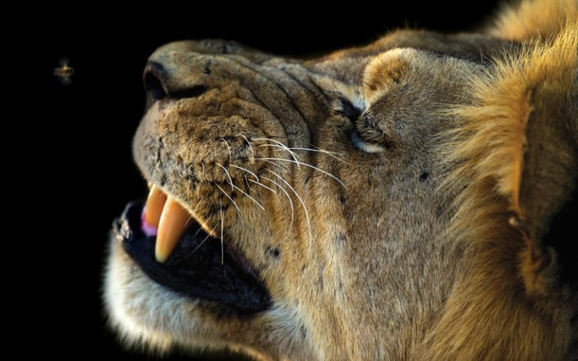 The Dark Side of the Kalahari Desert The Dark Side of the Kalahari Desert