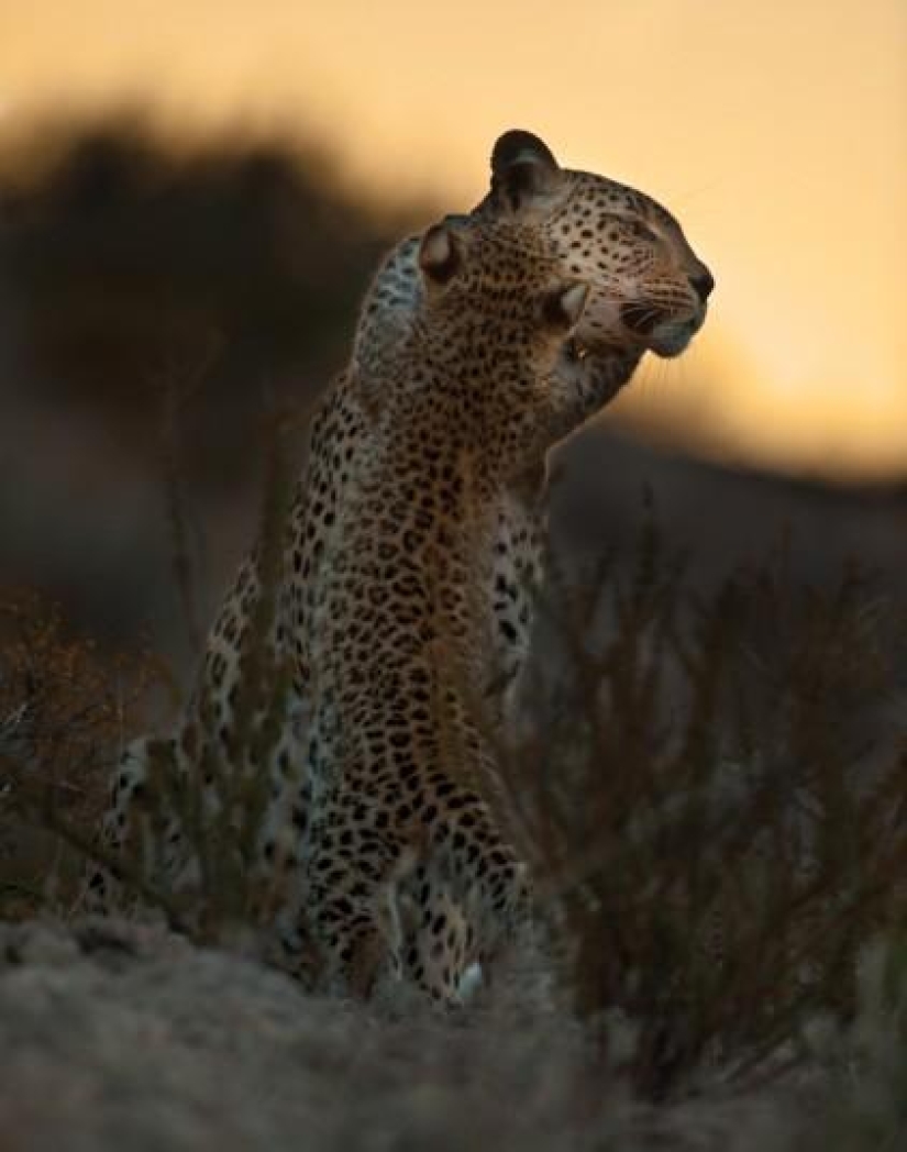 The Dark Side of the Kalahari Desert The Dark Side of the Kalahari Desert