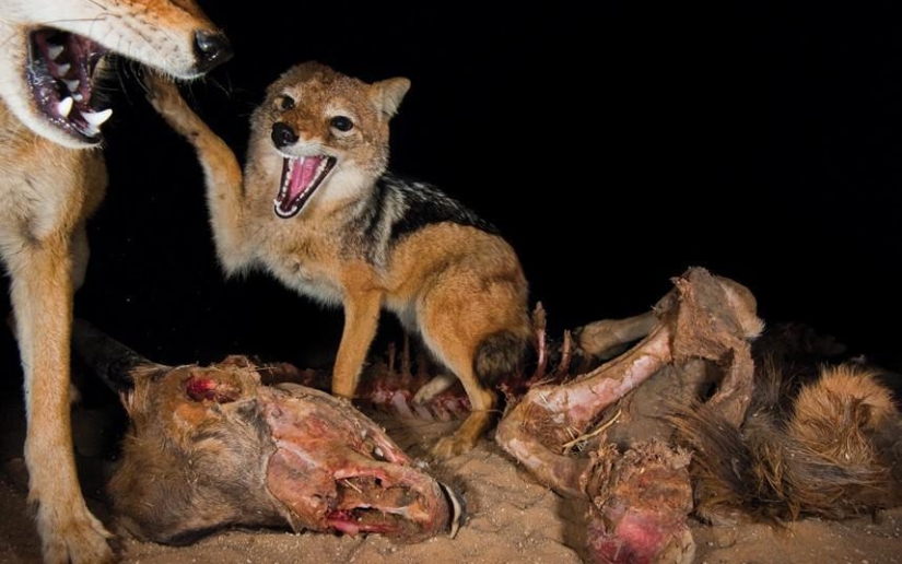 The Dark Side of the Kalahari Desert The Dark Side of the Kalahari Desert