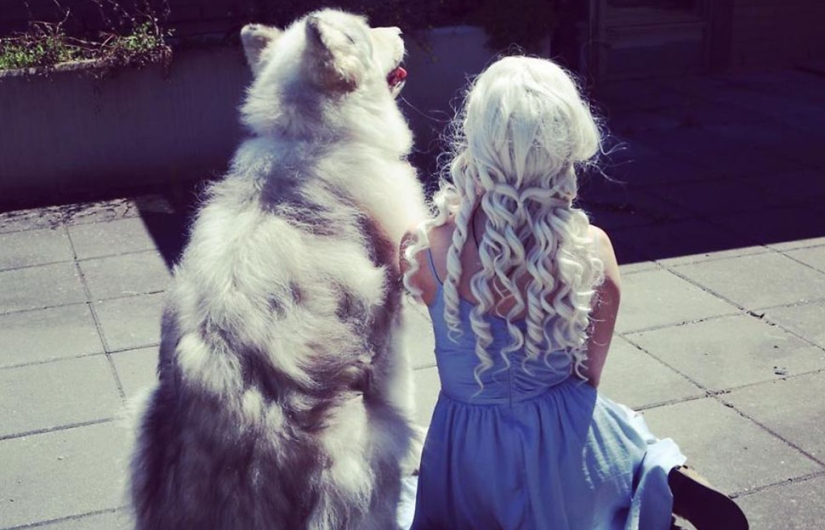 The direwolves from Game of Thrones exist!