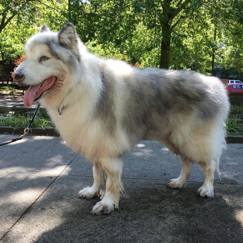 The direwolves from Game of Thrones exist!