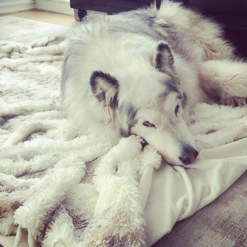 The direwolves from Game of Thrones exist!