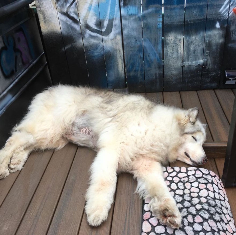 The direwolves from Game of Thrones exist!