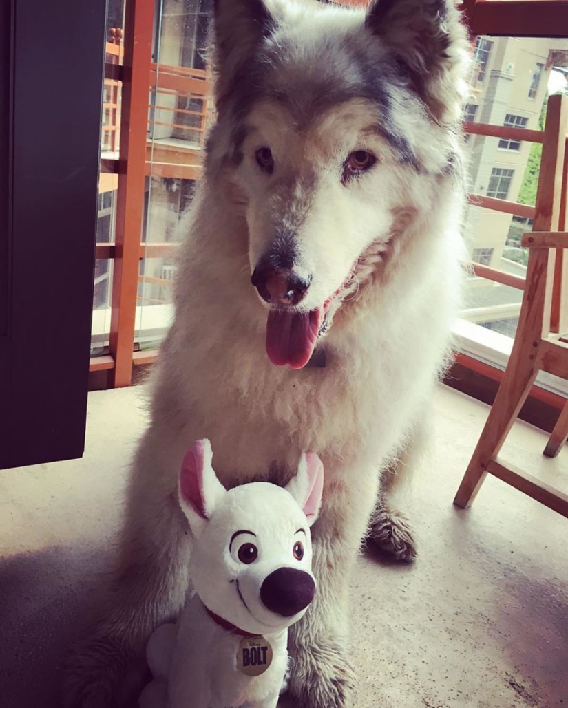 The direwolves from Game of Thrones exist!