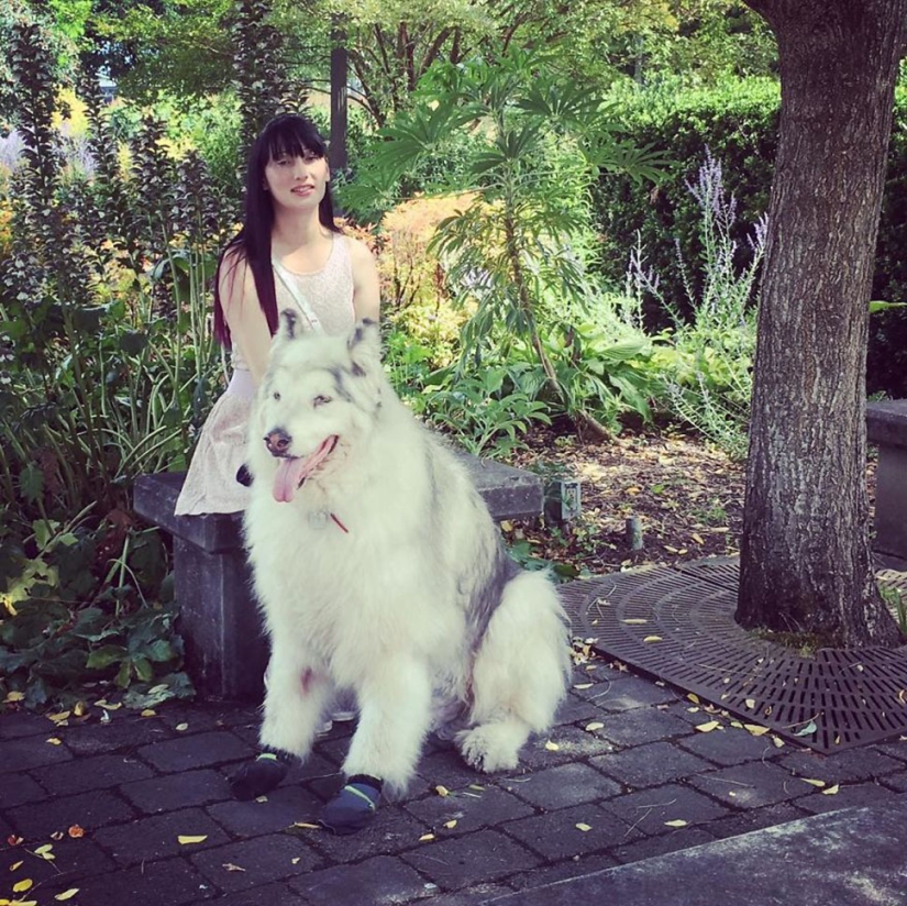 The direwolves from Game of Thrones exist!