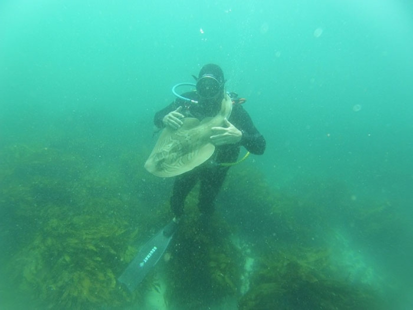 The diver caressed the shark, and now it swims into his hands again and again