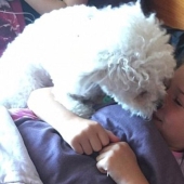 The dog anticipates the attacks of a little mistress with epilepsy