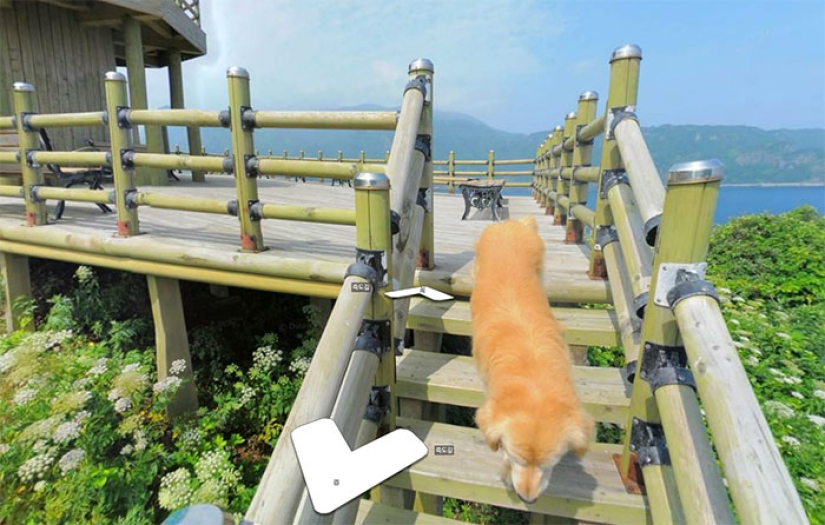 The dog follows the Google Street View device and photobombs every frame The dog follows the Google Street View device and photobombs every frame