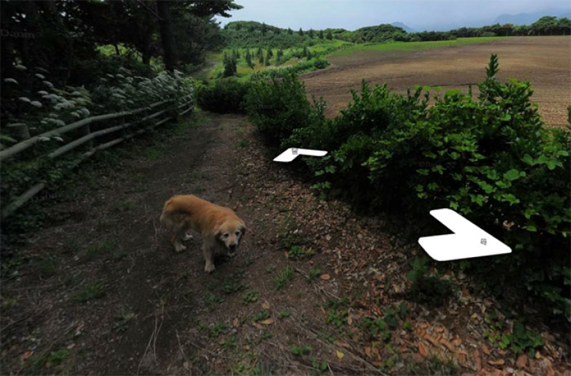The dog follows the Google Street View device and photobombs every frame The dog follows the Google Street View device and photobombs every frame
