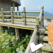 The dog follows the Google Street View device and photobombs every frame