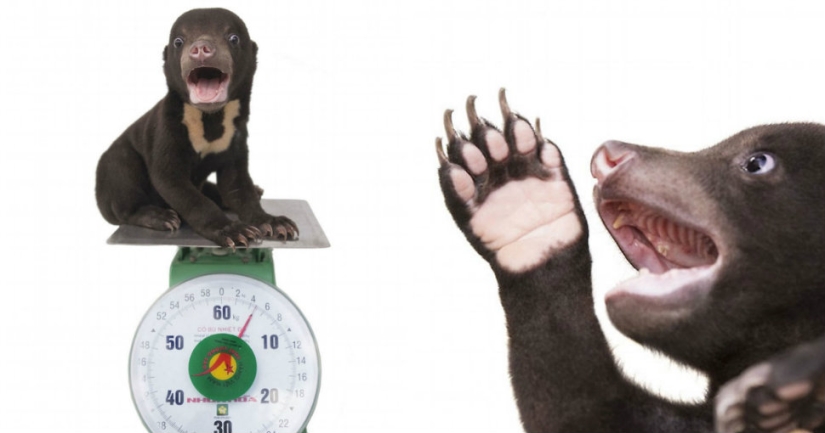 The first photo shoot of the cutest bear in the world