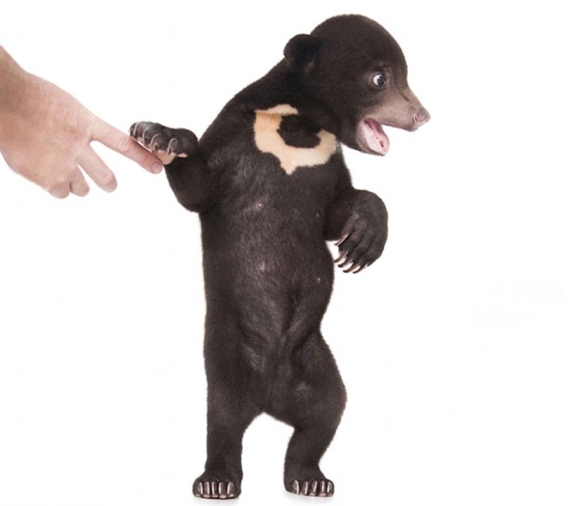 The first photo shoot of the cutest bear in the world The first photo shoot of the cutest bear in the world