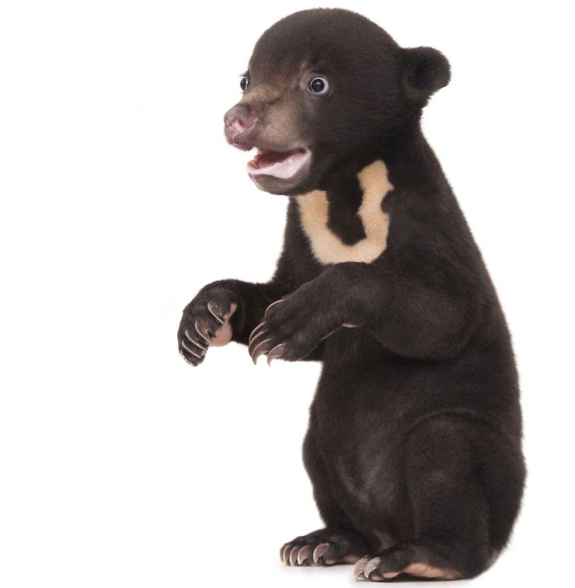 The first photo shoot of the cutest bear in the world The first photo shoot of the cutest bear in the world