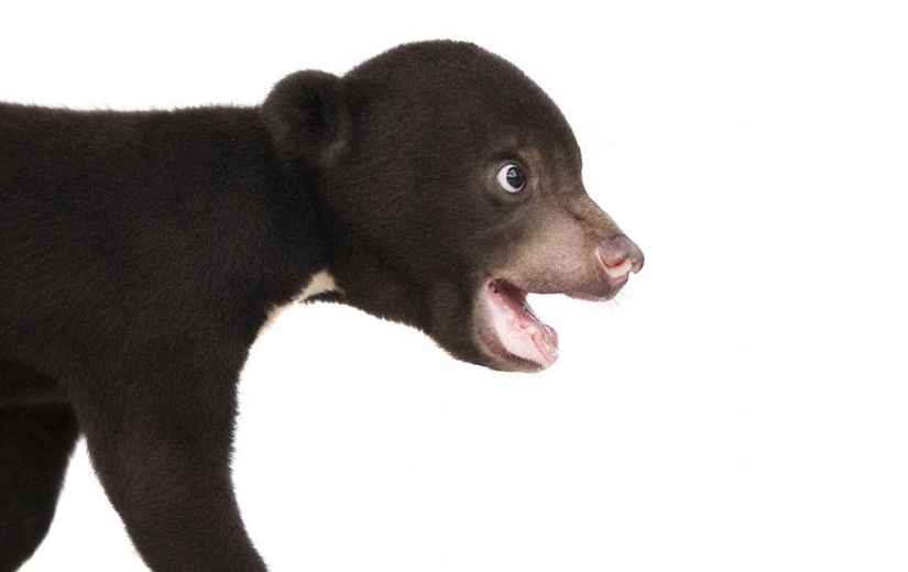 The first photo shoot of the cutest bear in the world The first photo shoot of the cutest bear in the world