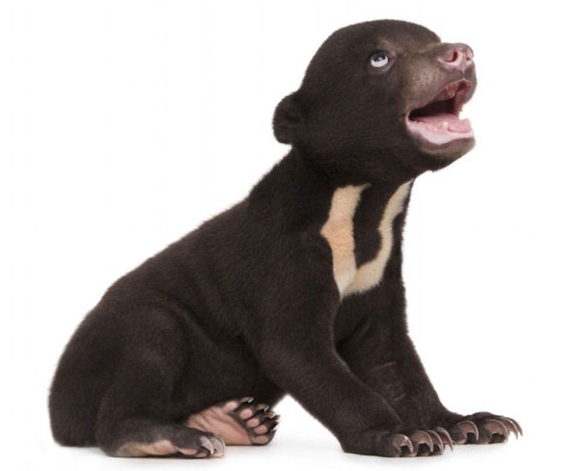 The first photo shoot of the cutest bear in the world The first photo shoot of the cutest bear in the world