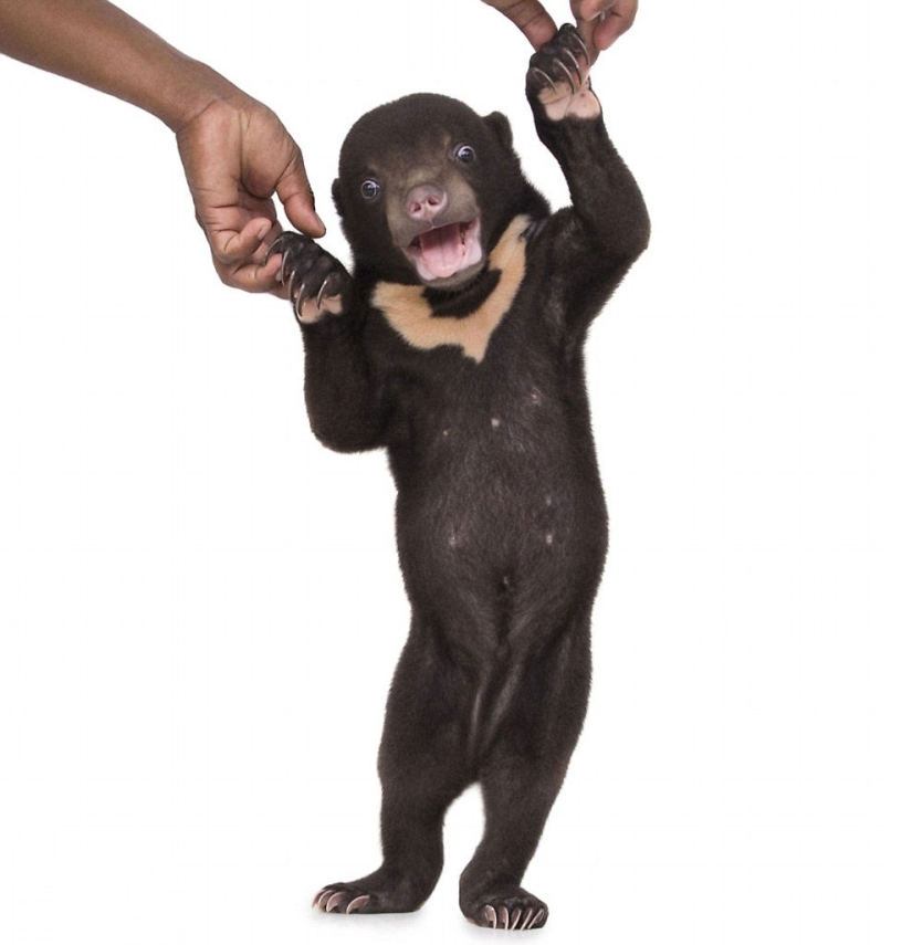 The first photo shoot of the cutest bear in the world The first photo shoot of the cutest bear in the world