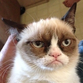 The five most famous cats of the Internet