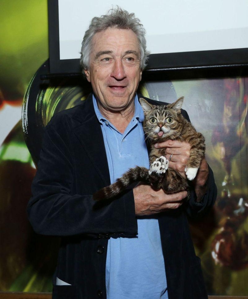 The five most famous cats of the Internet The five most famous cats of the Internet