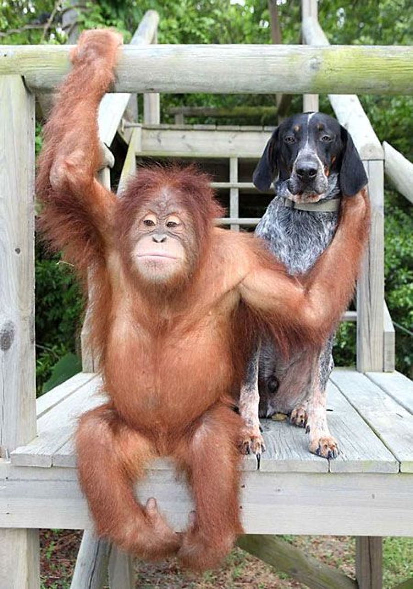 "The Future that Liberals want" is a new American meme about a combination of incongruous