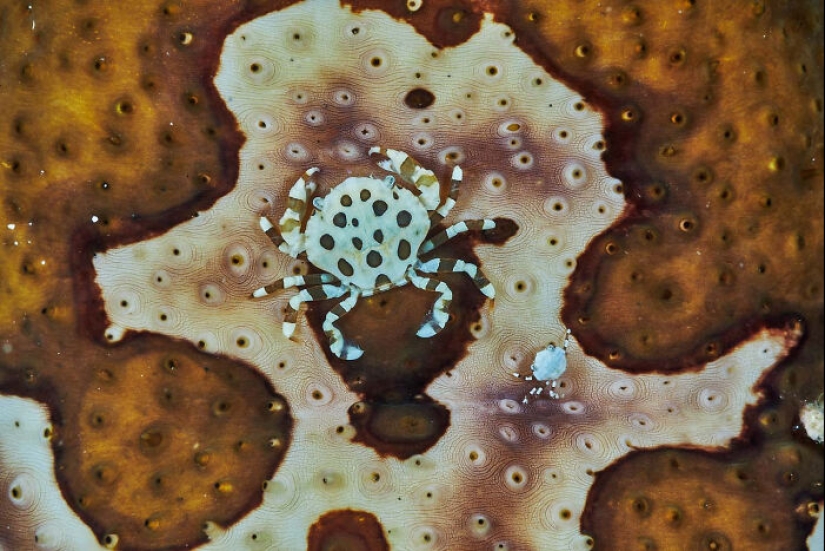 The German Society For Nature Photography Has Chosen The Best Wildlife Photographs In Europe