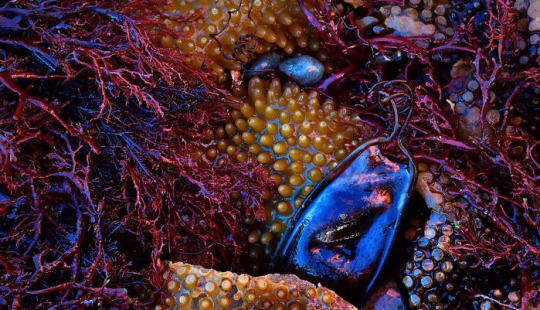 The German Society For Nature Photography Has Chosen The Best Wildlife Photographs In Europe