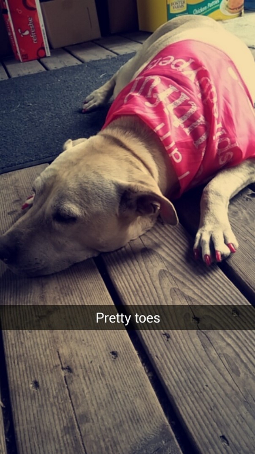 The girl arranged a farewell day for her beloved seriously ill dog before euthanasia The girl arranged a farewell day for her beloved seriously ill dog before euthanasia