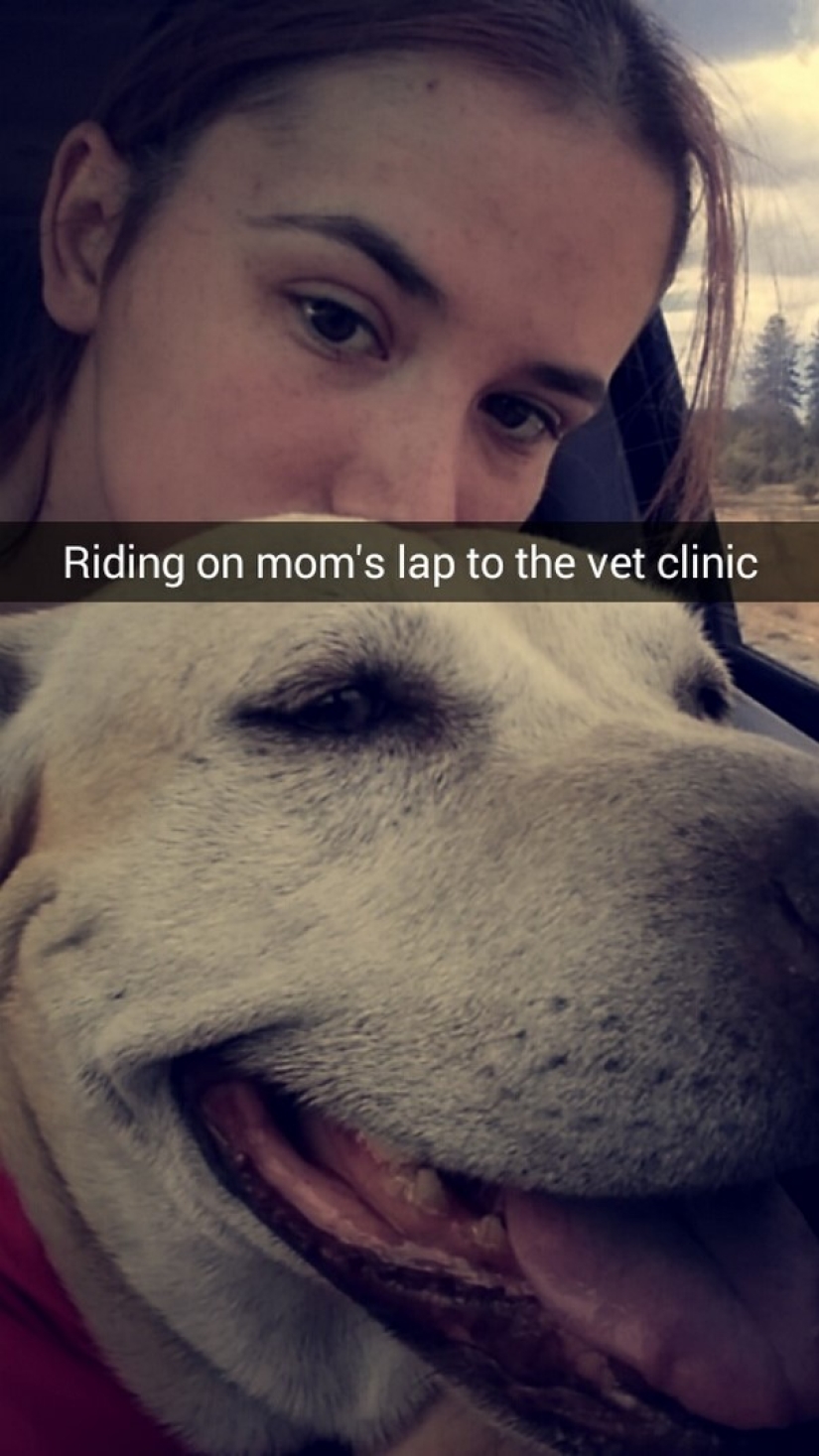 The girl arranged a farewell day for her beloved seriously ill dog before euthanasia The girl arranged a farewell day for her beloved seriously ill dog before euthanasia