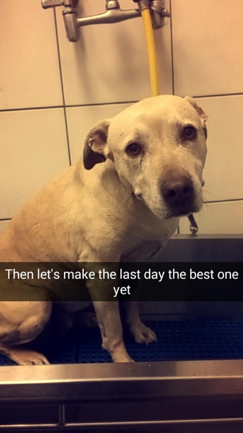 The girl arranged a farewell day for her beloved seriously ill dog before euthanasia The girl arranged a farewell day for her beloved seriously ill dog before euthanasia