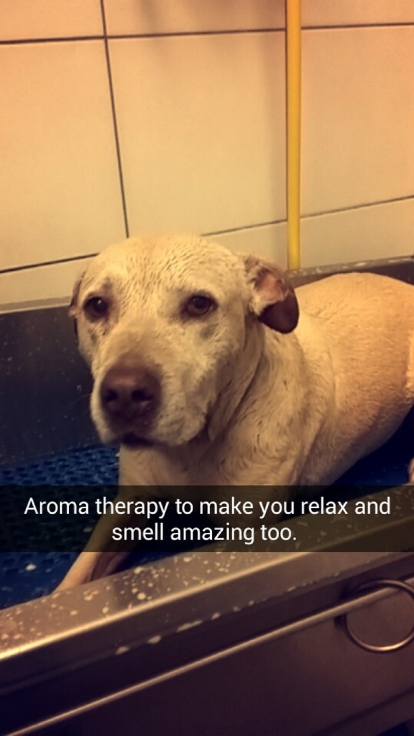 The girl arranged a farewell day for her beloved seriously ill dog before euthanasia The girl arranged a farewell day for her beloved seriously ill dog before euthanasia