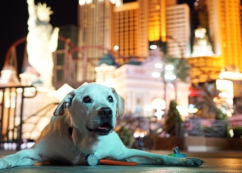 The guy went on a trip with his dog, knowing that this is their last adventure