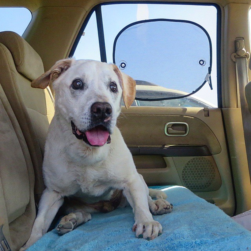 The guy went on a trip with his dog, knowing that this is their last adventure