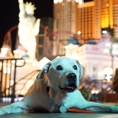 The guy went on a trip with his dog, knowing that this is their last adventure